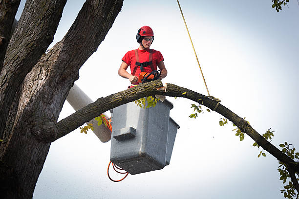 Best Tree Trimming and Pruning  in , VT